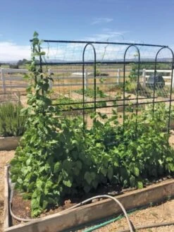 Titan Pea Tunnel 10 Titan Pea Tunnel -The Garden Works Shop 8596275 01CUST tif