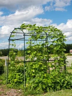 Titan Squash Tunnel -The Garden Works Shop 8596276 0133 tif