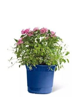 Eezy Gro Self-Watering Planters -The Garden Works Shop 8596425 103 tif