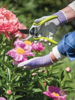 Gardener's Pro Pruner #2 -The Garden Works Shop 8596605 1261 tif