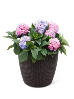 Weave Self-Watering Round Planter, 17" White -The Garden Works Shop 8598372 3001 tif