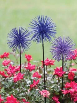 Everbloomin' Alliums, Set Of 3 -The Garden Works Shop 8598435 1000 tif
