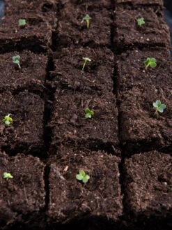 Vermont Compost Company Fort Vee™ Potting Mix, 20 Quarts -The Garden Works Shop 8599281 5930