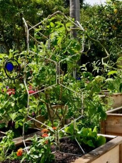 Gardener's Vertex Lifetime Pepper And Eggplant Cage -The Garden Works Shop 8599554 01CUST tif