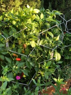 Gardener's Vertex Lifetime Pepper And Eggplant Cage -The Garden Works Shop 8599554 02IN tif