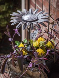 Desert Steel Daisy Solar Light 9 Desert Steel Daisy Solar Light -The Garden Works Shop 8599556 01V tif