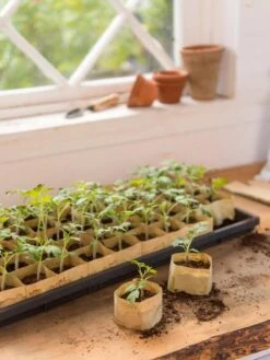 Paper Pots, 50 Cell -The Garden Works Shop 8599830 0502 paper pots 50 cell tif