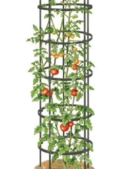 Titan Tall Tomato Cages, Set Of 3 -The Garden Works Shop 8599860 0002 art tif