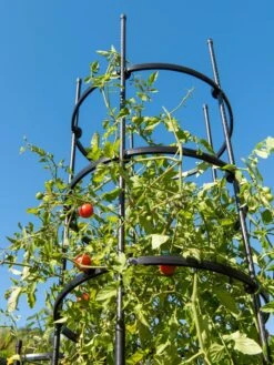 Titan Tall Tomato Cages, Set Of 3 -The Garden Works Shop 8599860 0066 tif