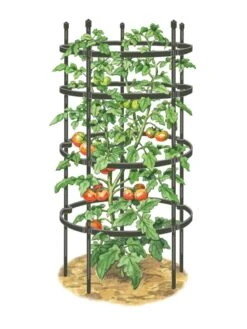 Titan Tomato Cages, Set Of 3 -The Garden Works Shop 8599861 0001 art tif