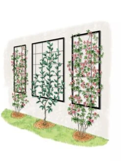 Exeter Wall Trellis -The Garden Works Shop 8600049 50 0001 art tif