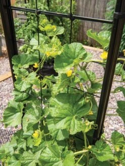 Gardener’s Victory Self-Watering Planter With Vine Trellis -The Garden Works Shop 8600176 6853