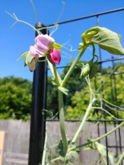 Gardener’s Victory Self-Watering Planter With Vine Trellis -The Garden Works Shop 8600177 6588 tif