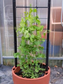 Gardener’s Victory Self-Watering Planter With Vine Trellis -The Garden Works Shop 8600178 5000 tif