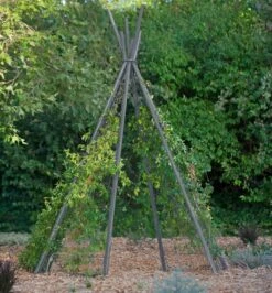 Annabel Tipi Trellis -The Garden Works Shop 8600521 07V jpg