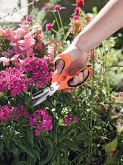 Gardener's Multi Purpose Scissors -The Garden Works Shop 8608655 19551 tif