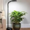 Agrobrite Floor LED Plant Lamp -The Garden Works Shop 8608870 0308 tif