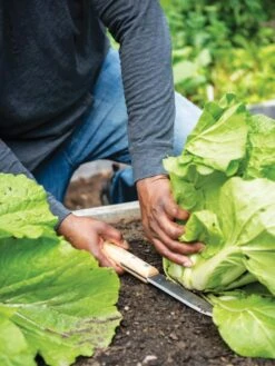 Gardener's Lifetime Hori Hori Knife -The Garden Works Shop 8608888 0416 tif