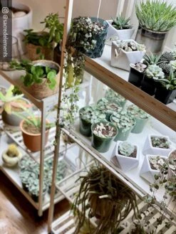 Oslo 2-Tier LED Grow Light Garden, 2 Fixtures -The Garden Works Shop 8609221 02IN tif