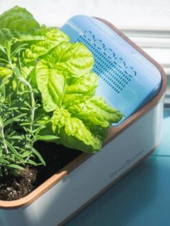 Dewplanter -The Garden Works Shop 8609512 04V