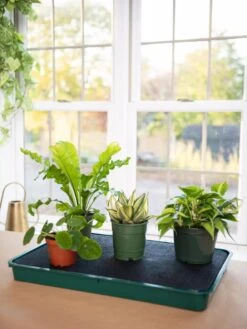 Self-Watering Tray -The Garden Works Shop 8609872 9021 tif
