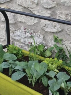 Vigoroot™ Self-Watering Easy Garden Planter -The Garden Works Shop 8609879 04V tif