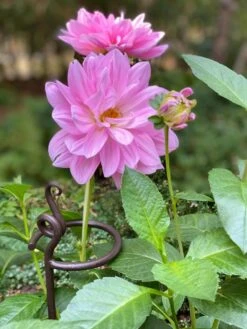 Arden Single Stem Supports, Set Of 2 -The Garden Works Shop 8610375 5703 tif