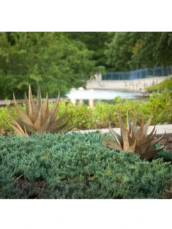 Desert Steel Sharkskin Agave Sculpture 11 Desert Steel Sharkskin Agave Sculpture -The Garden Works Shop 8610753 05v