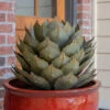Desert Steel Artichoke Agave Sculpture -The Garden Works Shop 8610761 01v desert steel artichoke agave