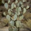 Desert Steel Prickly Pear Cactus Sculpture, Grande -The Garden Works Shop 8610769 02v desert steel prickly pear cactus grande