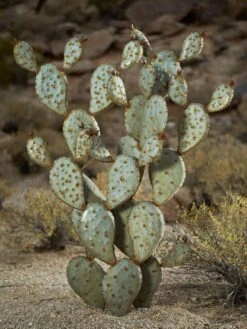 Desert Steel Prickly Pear Cactus Sculpture, Grande