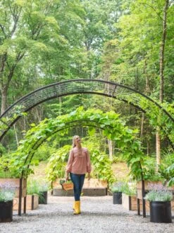 2’ X 8’ Arch Trellis For Planter Boxes 14 2’ X 8’ Arch Trellis For Planter Boxes -The Garden Works Shop 8610798 071 tif