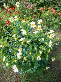 Parasol Plant Supports, Set Of 3 -The Garden Works Shop 8611129 004 tif