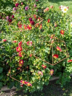 Parasol Plant Supports, Set Of 3 -The Garden Works Shop 8611129 050 tif