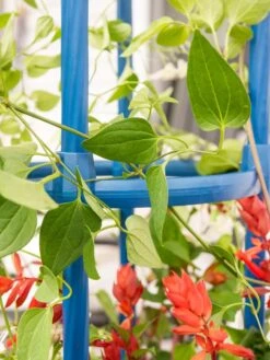 Fleur De Lis Obelisk, 67" -The Garden Works Shop 8611663 0607 tif