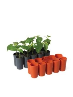 Sili-Seedlings® Seedling Tray, 10-Cell -The Garden Works Shop 8611886 5192 tif