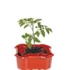 Deluxe Tomato Halos, Set Of 2 -The Garden Works Shop 8612045 2009 tif