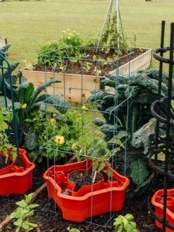 Deluxe Tomato Halos, Set Of 2 -The Garden Works Shop 8612045 226 tif