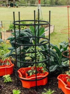 Deluxe Tomato Halos, Set Of 2 -The Garden Works Shop 8612045 228 tif