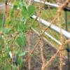 Coco Trellis Netting, 4' X 15' -The Garden Works Shop 8612050 1124 tif