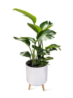 Ava Self-Watering Round Planter -The Garden Works Shop 8612692 0002