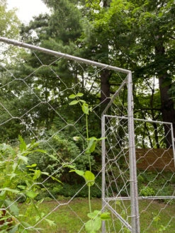 Chicken Wire Pea Trellis 20 Chicken Wire Pea Trellis -The Garden Works Shop 8612718 7302