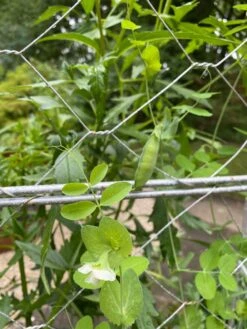 Chicken Wire Pea Trellis 18 Chicken Wire Pea Trellis -The Garden Works Shop 8612718 7307