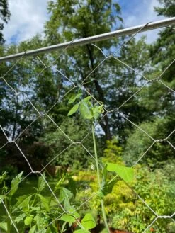 Chicken Wire Pea Trellis 19 Chicken Wire Pea Trellis -The Garden Works Shop 8612718 7311