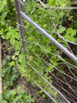 Chicken Wire Pea Trellis 17 Chicken Wire Pea Trellis -The Garden Works Shop 8612718 7312