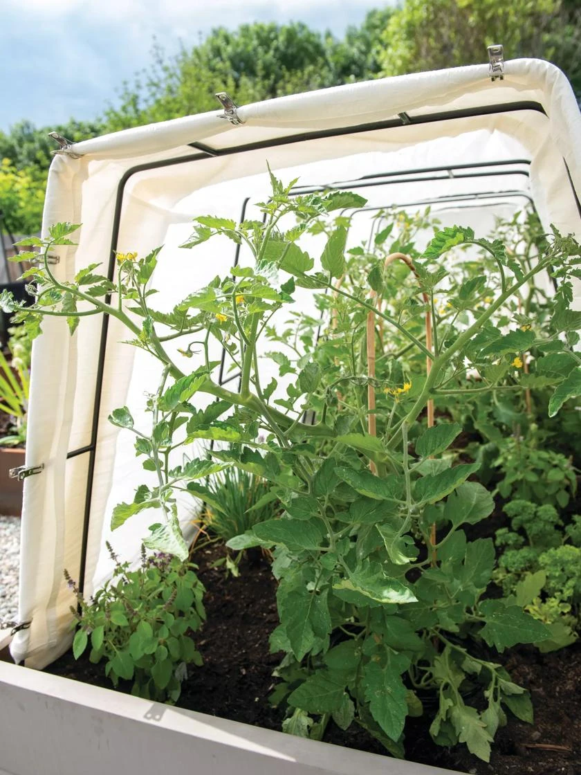 Cotton All Purpose Garden Cover 4 Cotton All Purpose Garden Cover - Image 2