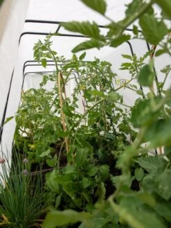 Cotton All Purpose Garden Cover 10 Cotton All Purpose Garden Cover -The Garden Works Shop 8612815 0039 tif