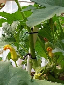 Farmyarn® Multipurpose Garden Tie, 2 Pack -The Garden Works Shop 8612948 01v