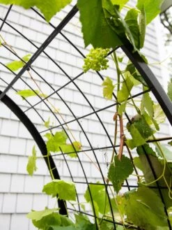 2’ X 4’ Arch Trellis For Planter Boxes -The Garden Works Shop 8612976 0436