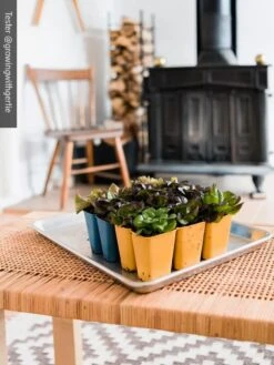 Gardener's Best® XL 6-Cell Planting Tray, Set Of 4 -The Garden Works Shop 8613031 01IN cdt